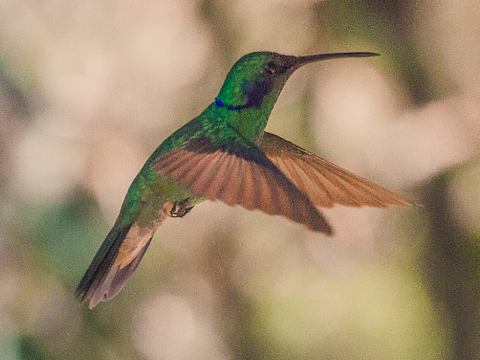 Pajareando  2 días 1 noche  Colibrí Del Sol